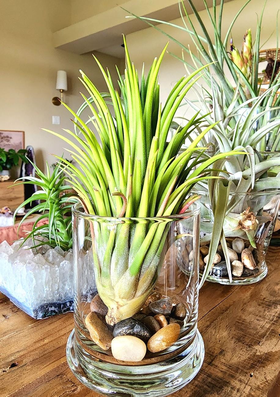 Customer photo review of Ionantha Curly Giant