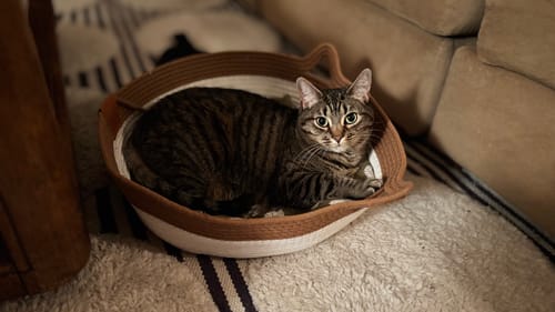 Customer's tabby cat resting inside the brown Instinct Basket on a rug next to a sofa.