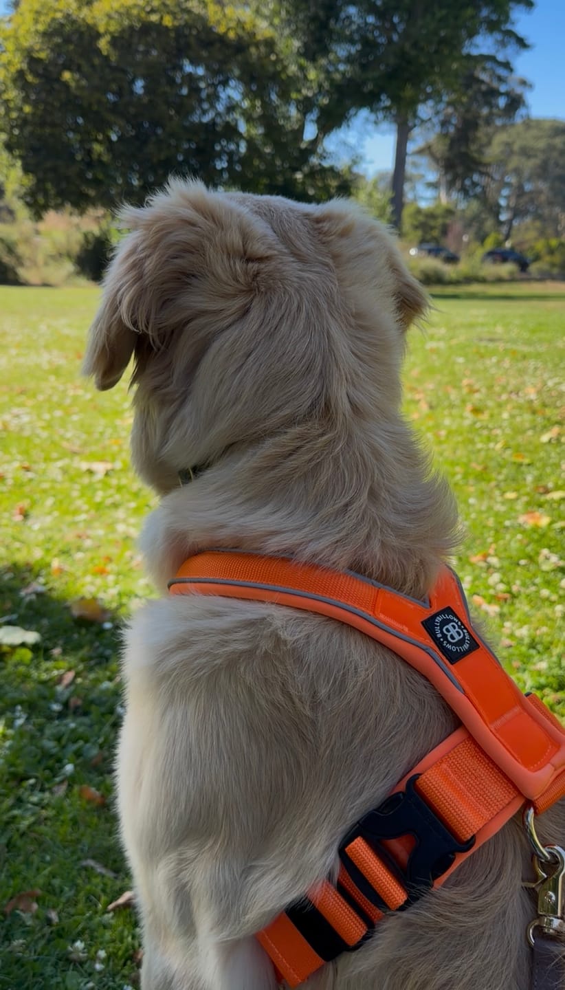 Customer photo review of Slip on Harness | Foam Padded - Orange