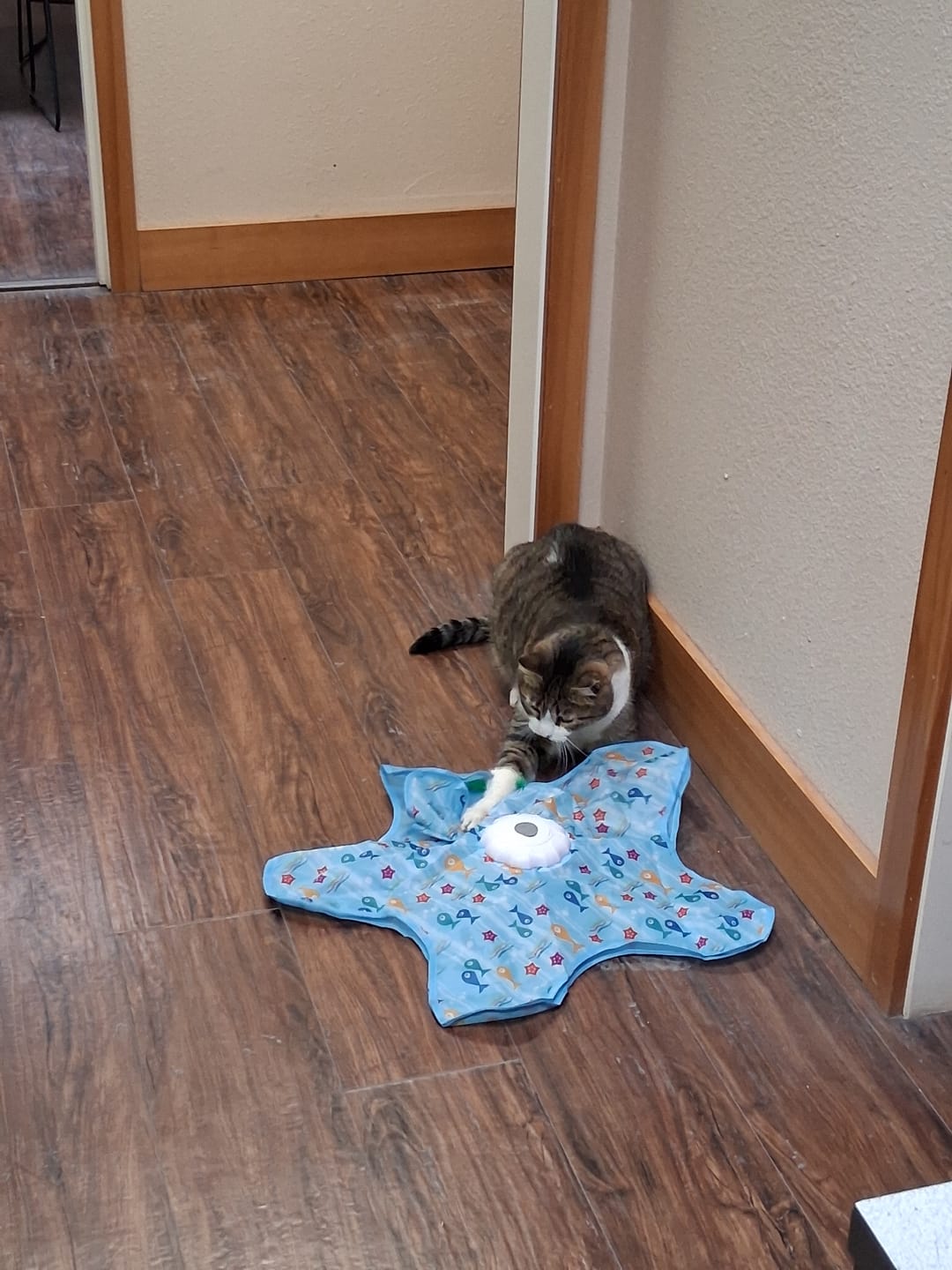 Customer photo review of PEEKY TAIL 2.0