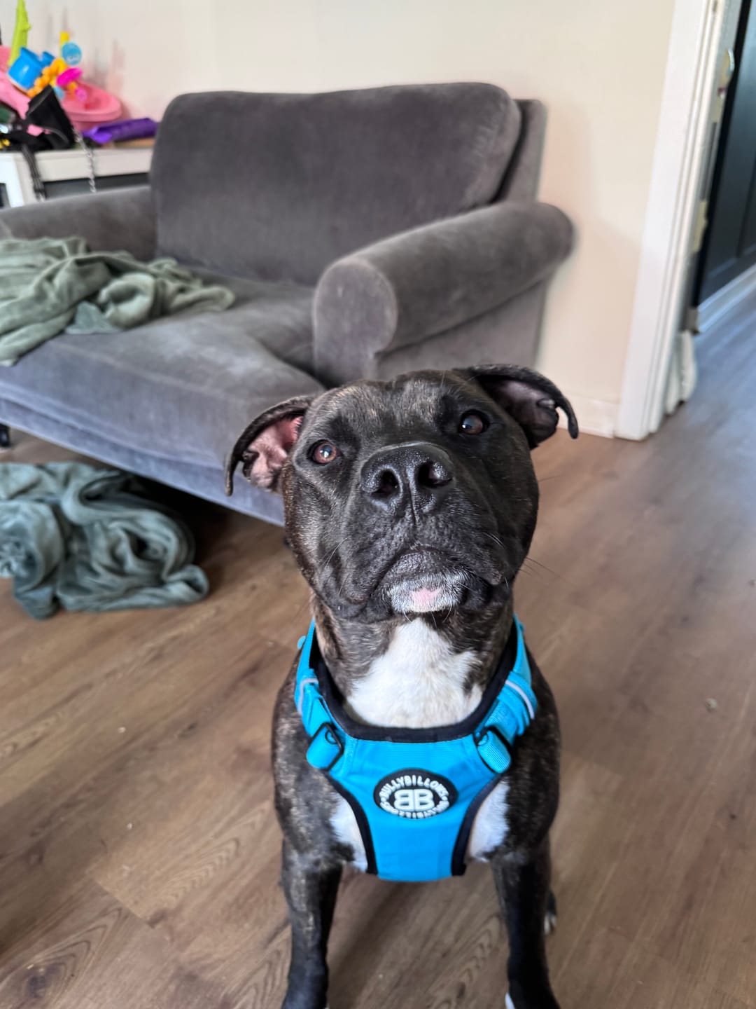 Customer photo review of Comfort Premium Harness | Non Restrictive - Light Blue