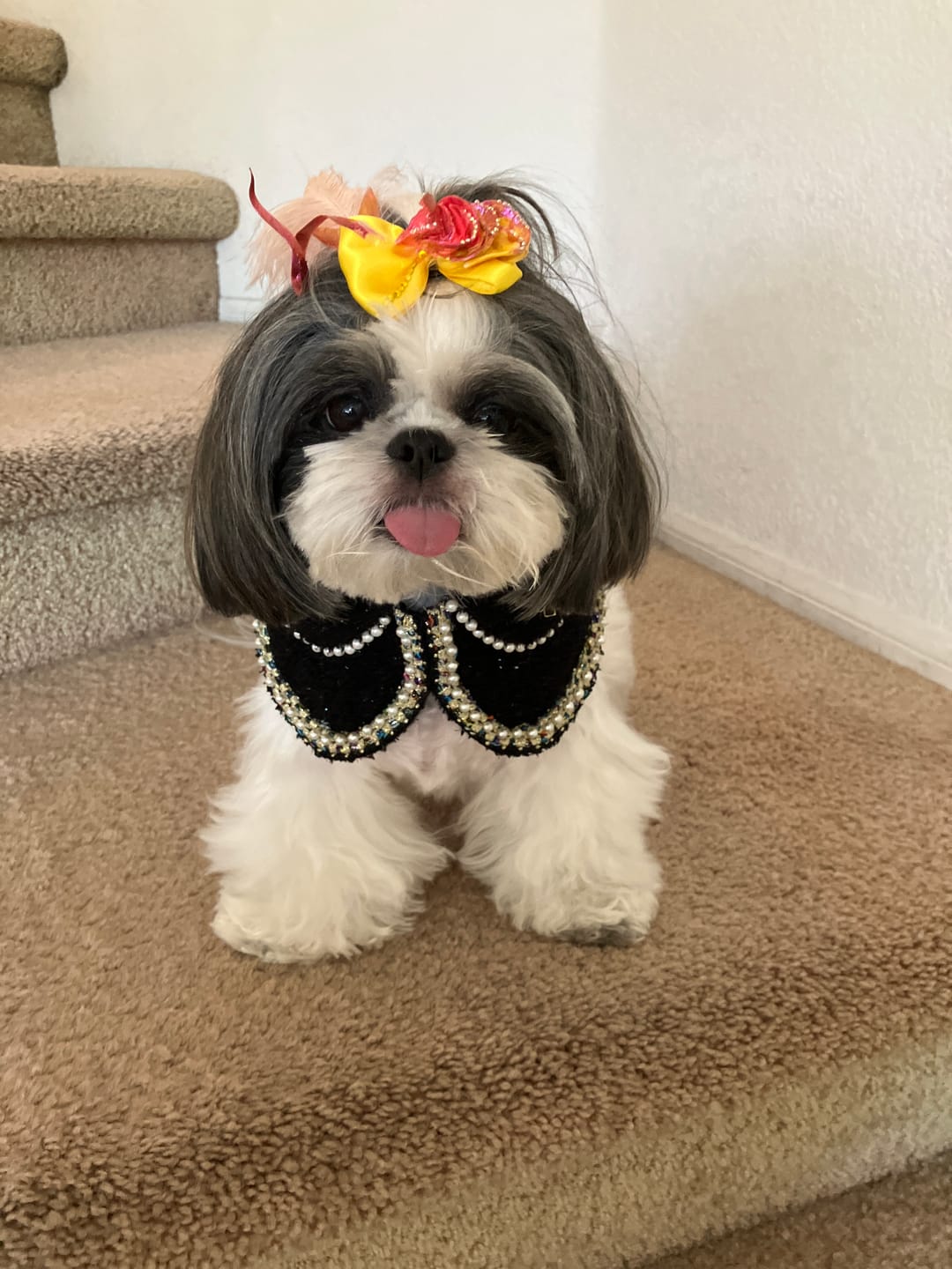 Customer photo review of Jacqueline – Black & White Pearl Dog Jacket | Chic Formal Look