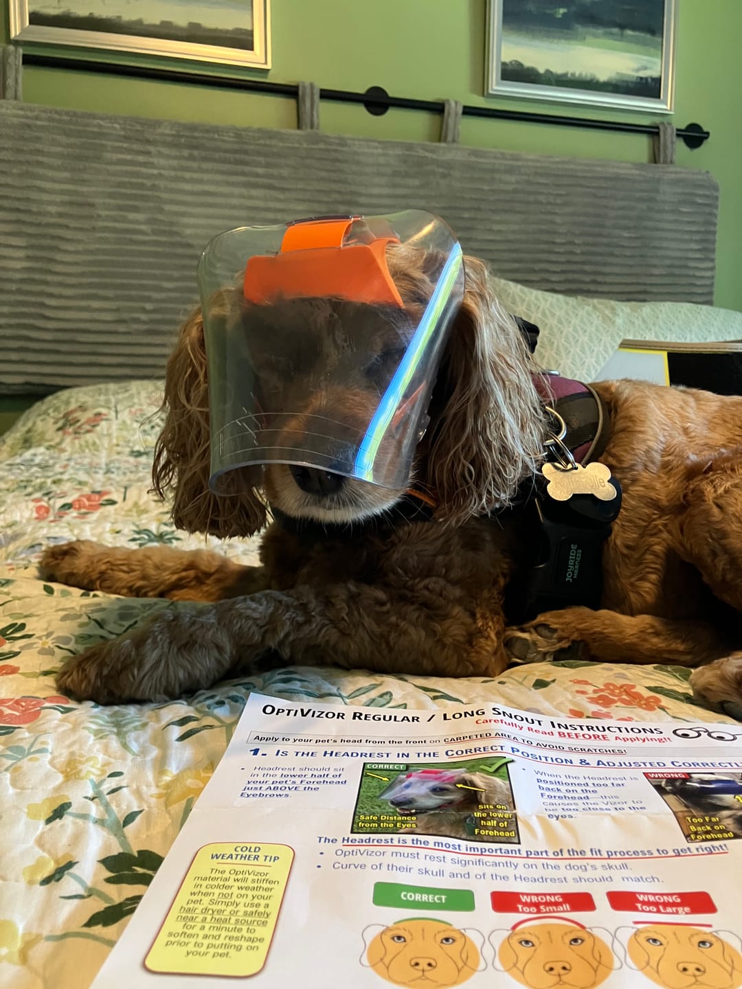 Customer photo review of OptiVizor - Regular Snout - Clear UV Tint