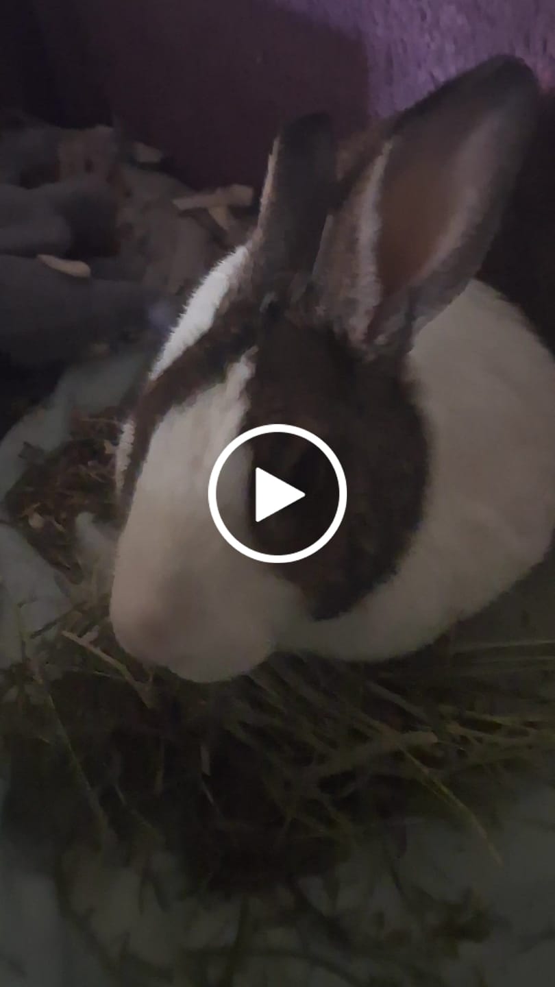 Customer video review of Second Cut Timothy Hay - Ultra Premium Canadian Hay for Rabbits and Guinea Pigs
