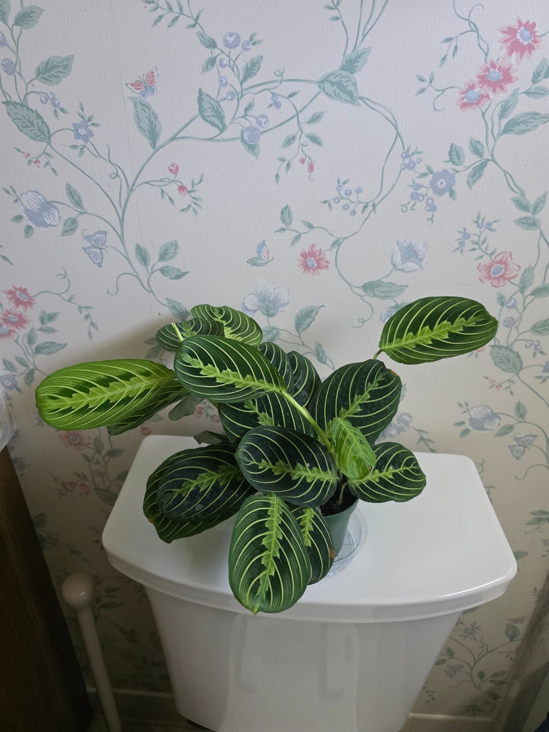 Customer photo review of Maranta leuconeura "Lemon Maranta"