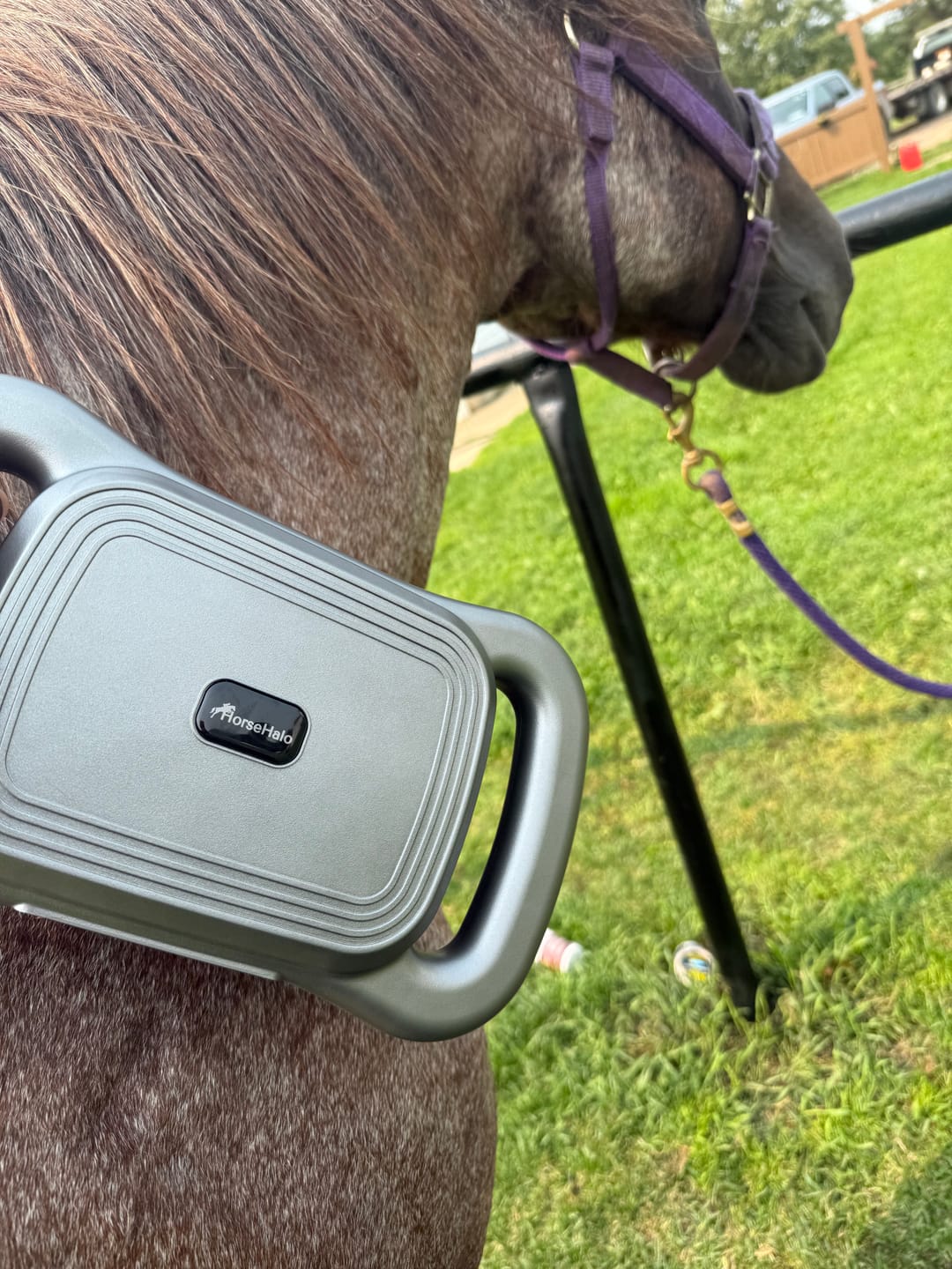 Customer photo review of HorseHalo™ 8 Heads Red Light Massage Gun