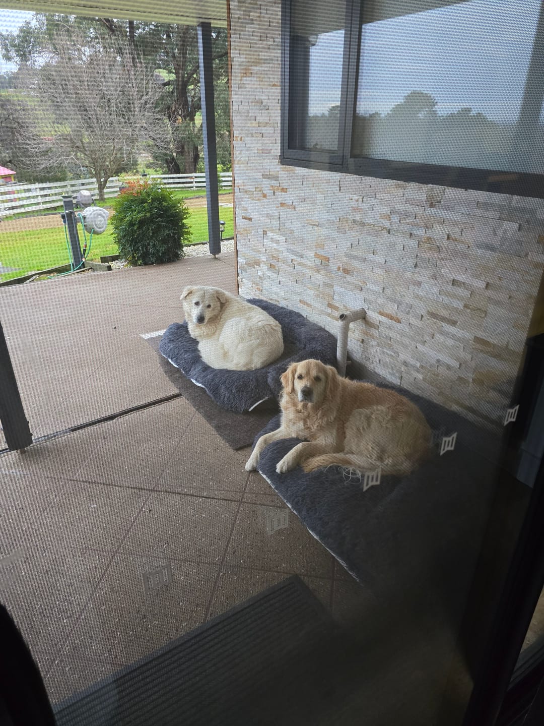 Customer photo review of Brooklyn® Deep Sleep Pet Bed