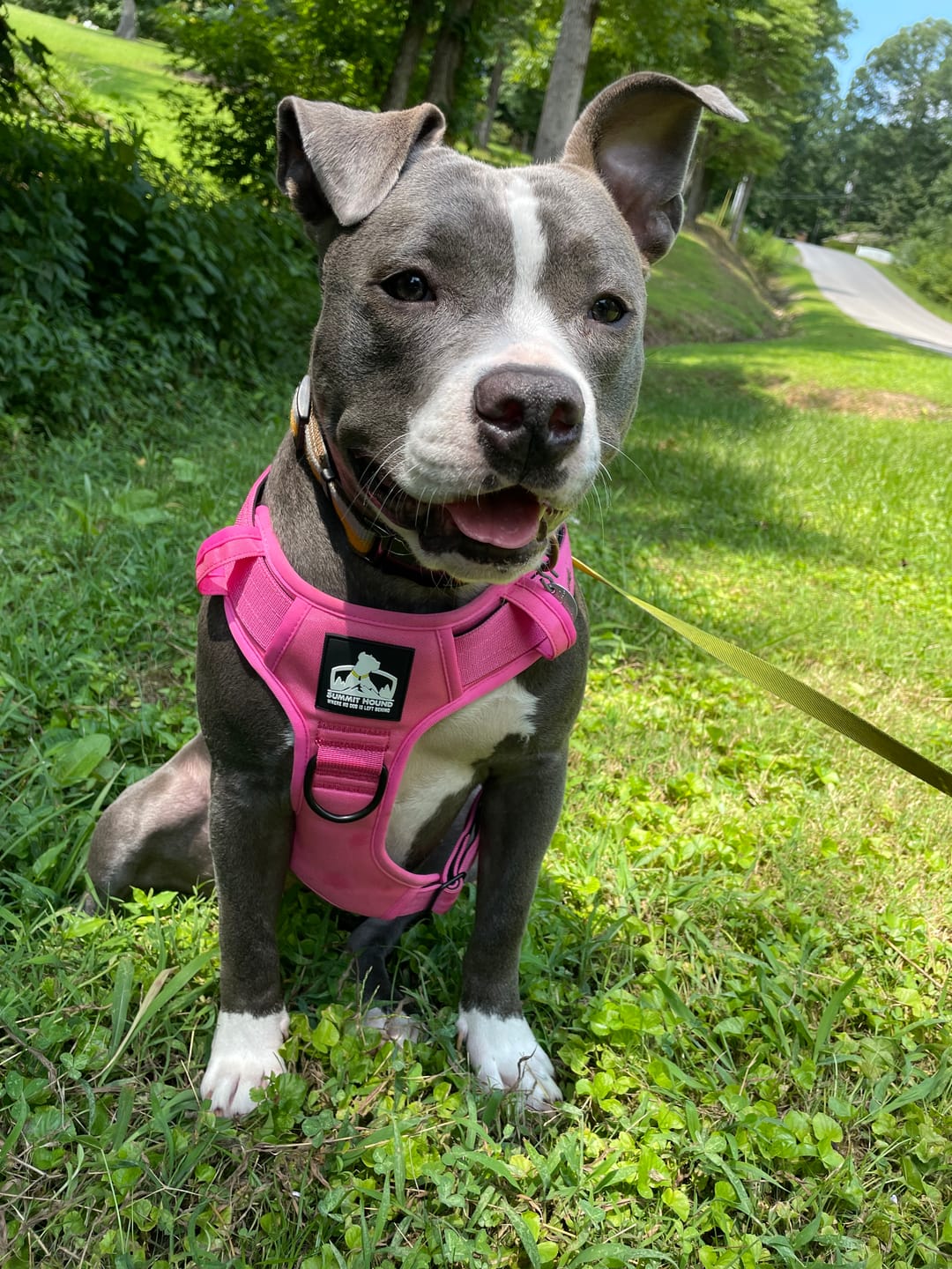 Customer photo review of No Pull Bully Proof Harness