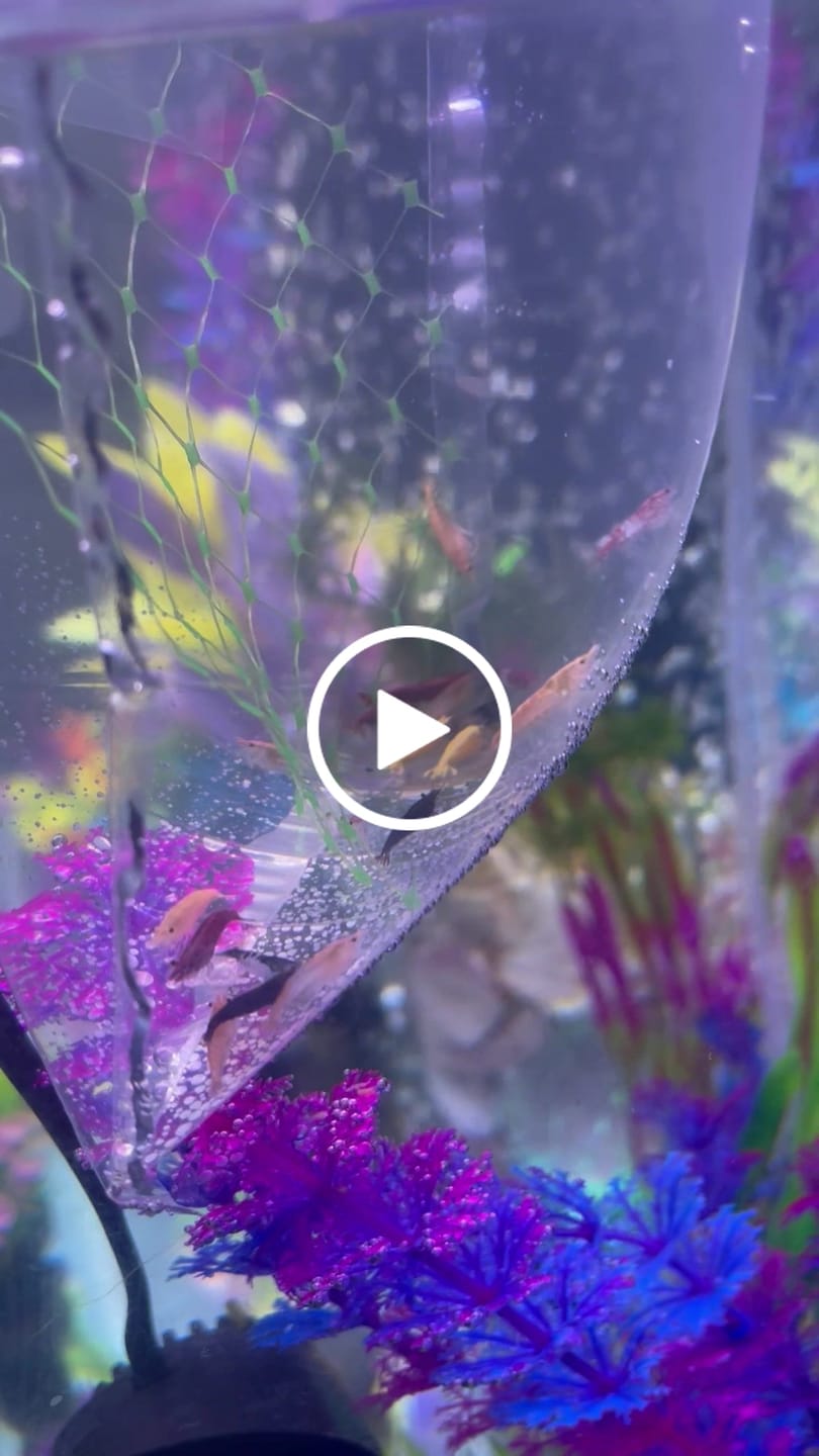 Customer video review of Skittles Shrimp