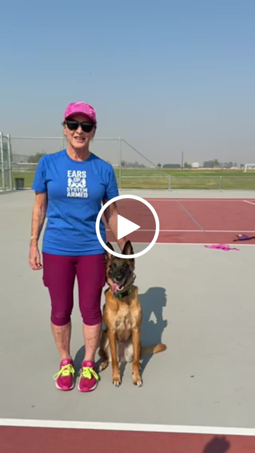 Customer video review of Belgian Malinois Van Gogh
