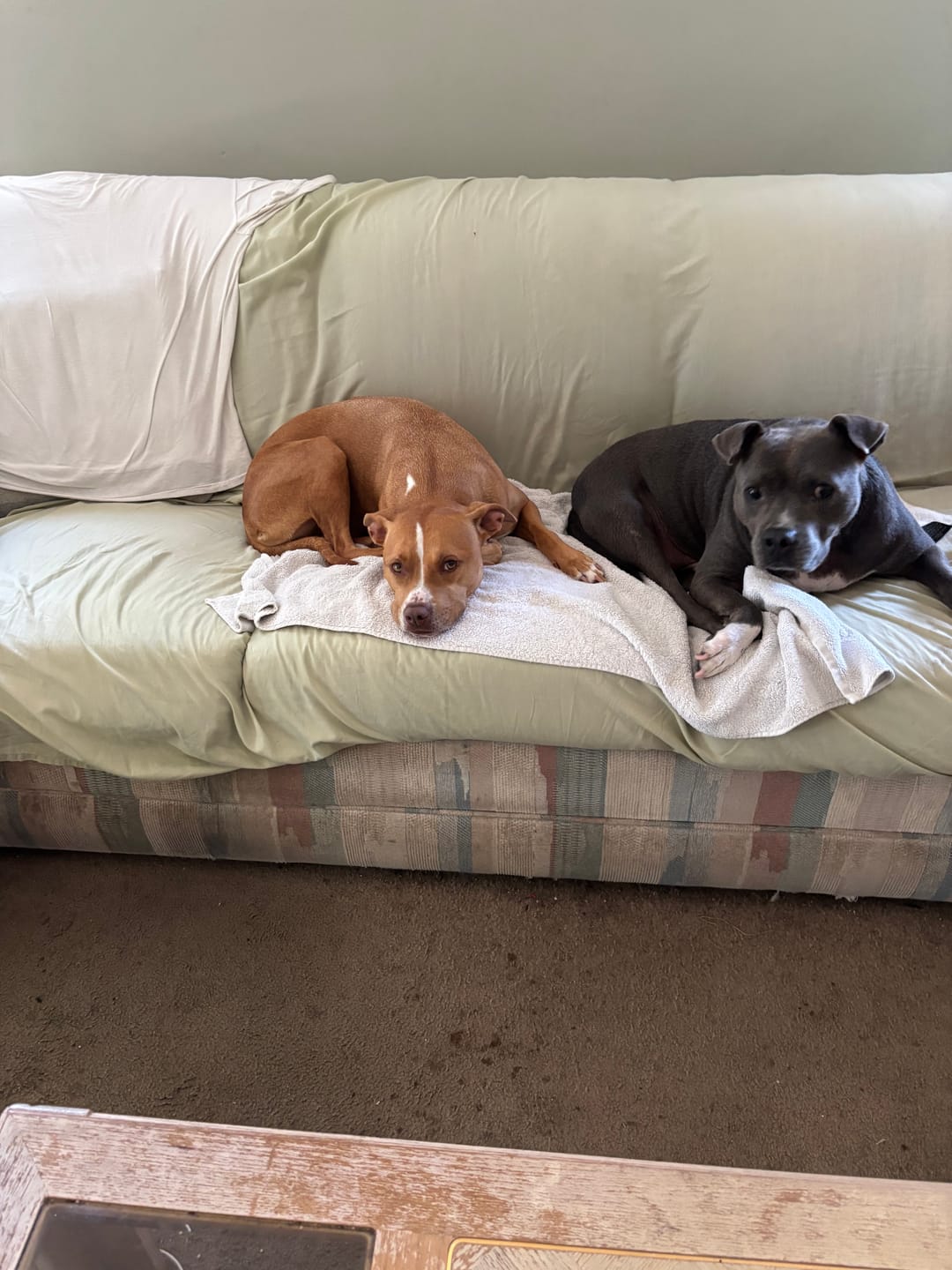 Customer photo review of Simparica TRIO - Triple Protection for Dogs in One Tasty Monthly Chew