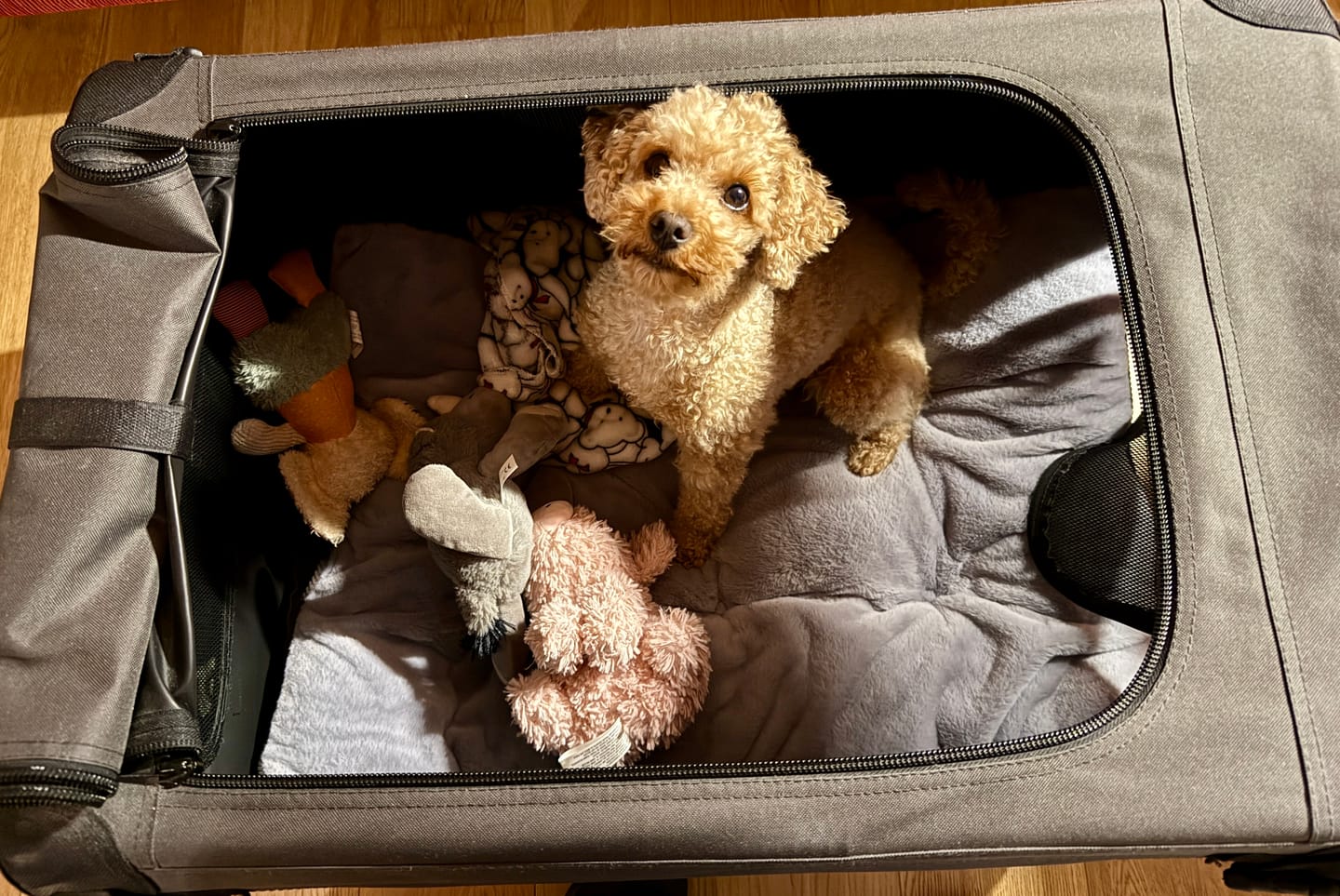 Customer photo review of Orthopädisches Hundekissen "Easy"