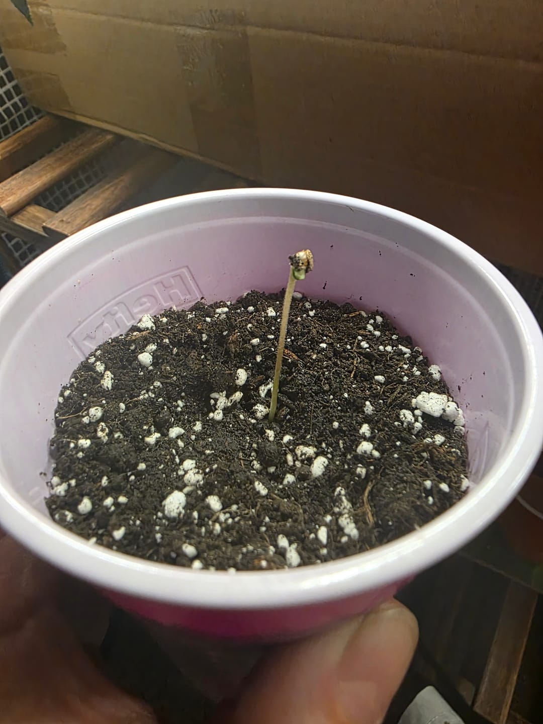 Customer photo review of Platinum Merlot Feminized Photoperiod Seeds