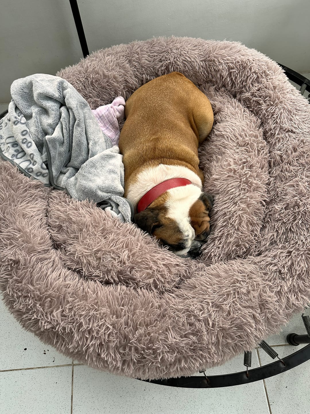 Customer photo review of Cama Anti-Estrés THE DOGS — Menos ansiedad, más descanso