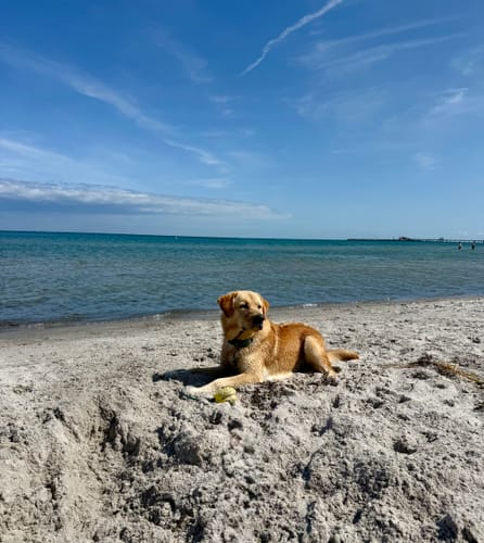 Kunden-Labrador ruht sich an einem sandigen Strand aus, unterstützt durch das Probiotika + Prä- & Postbiotika.
