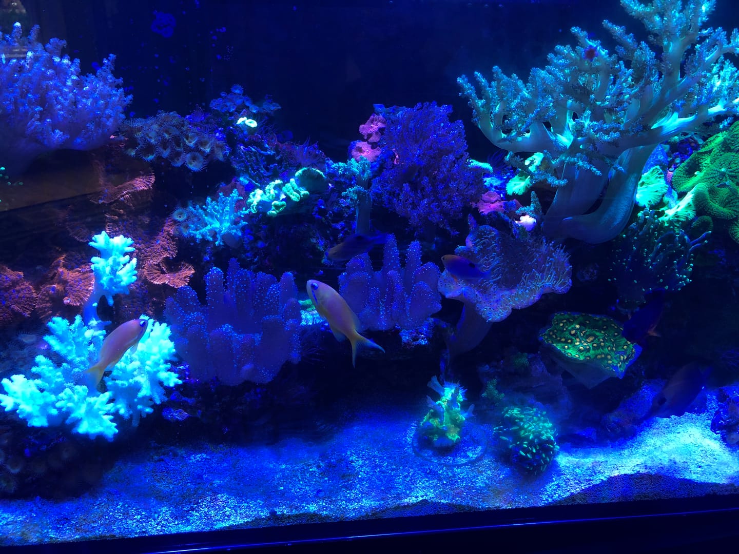 Customer photo review of Coral Essentials CVE+