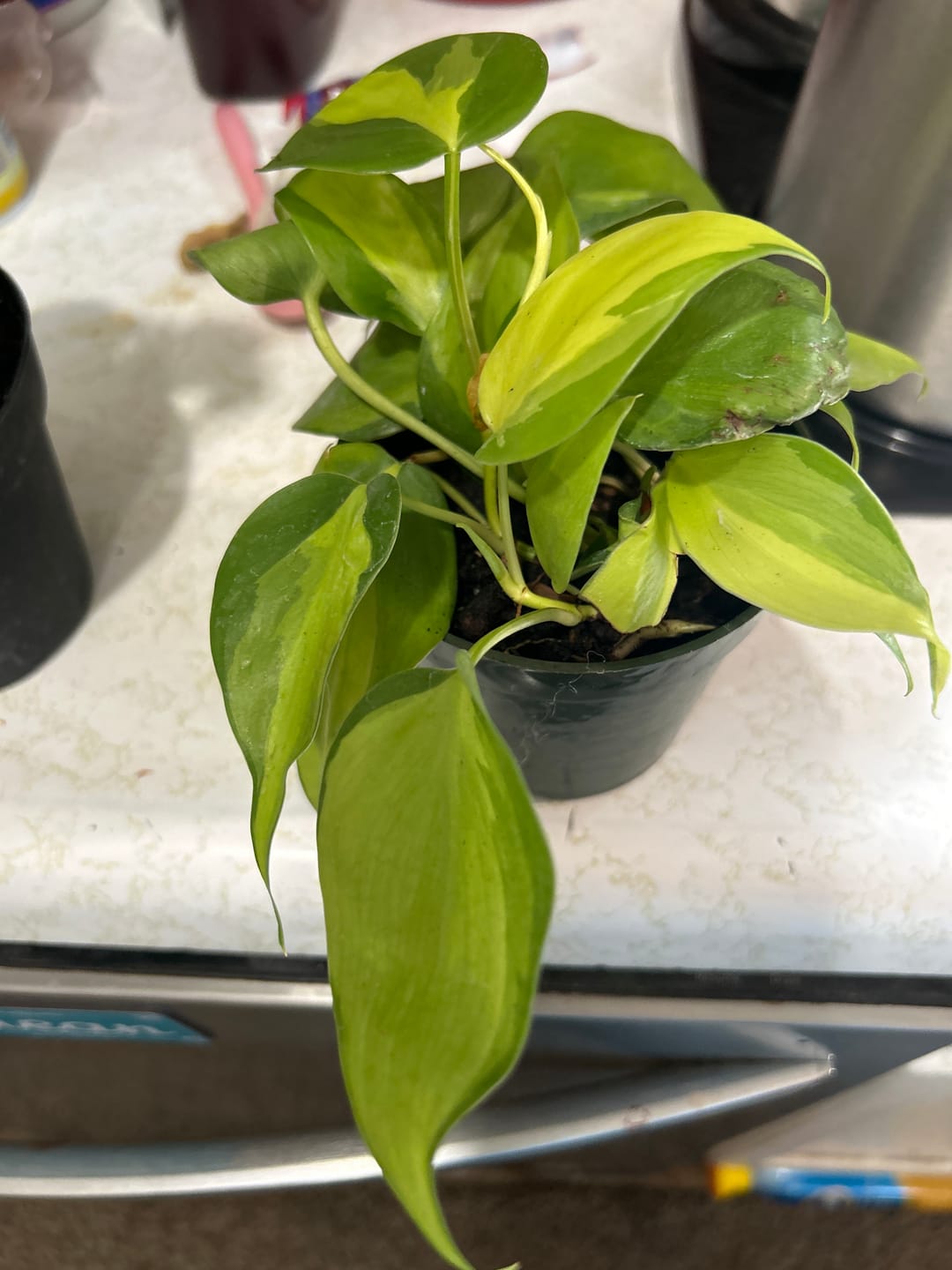 Customer photo review of RARE Marble Pothos Cuttings - Gorgeous Variegated Indoor easy care house plant, Marble Pothos, White and Green variegation propagation plant