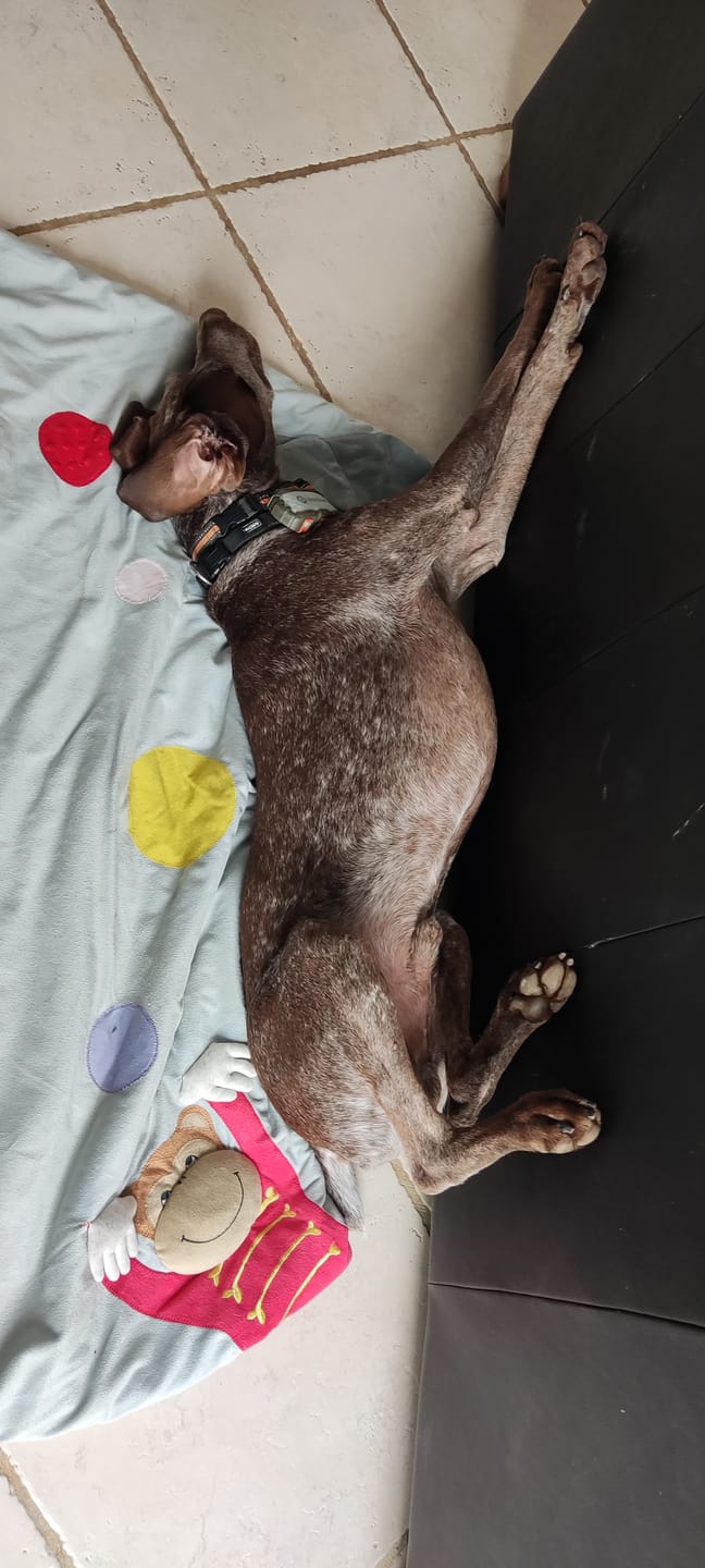 Customer photo review of Sauce au poulet & aux olives (Chien)