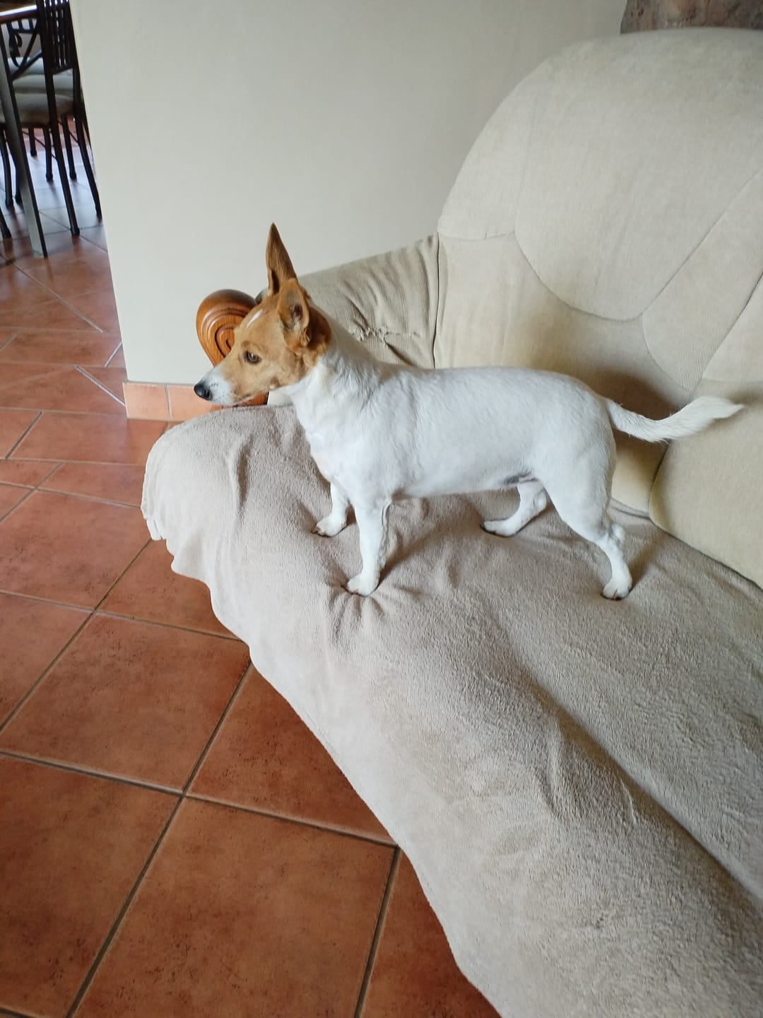 Customer photo review of Natural Canine Care | DoggyMin - Skin & Immune Support for Dogs