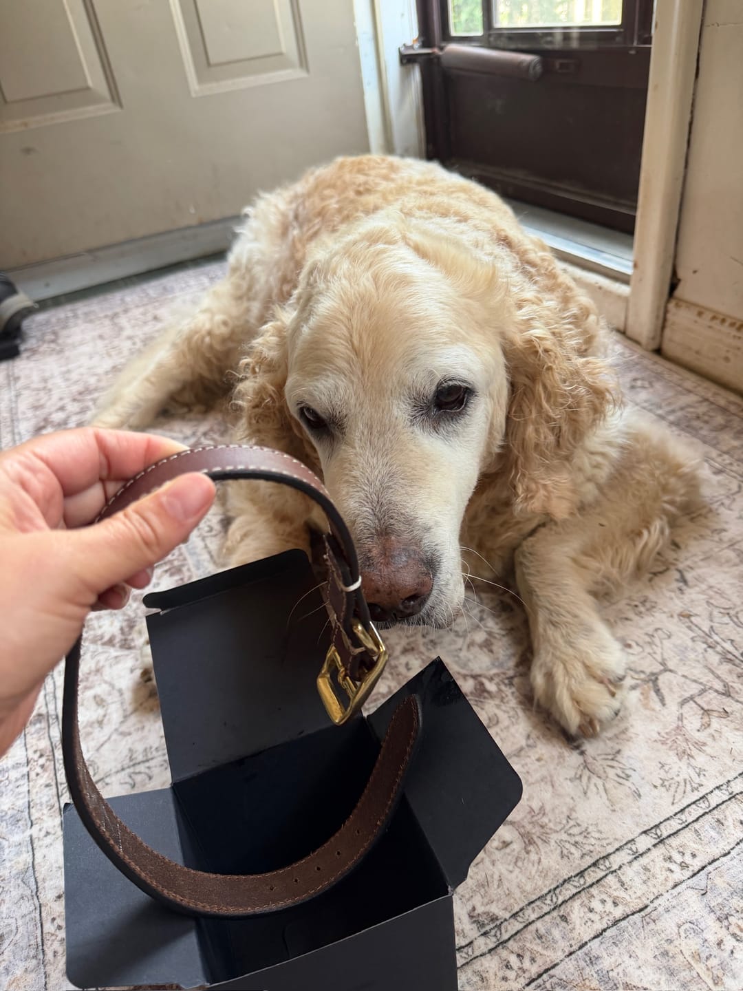 Customer photo review of Trailblazer - Brown Stitched Premium Leather Dog Collar - Made in Canada