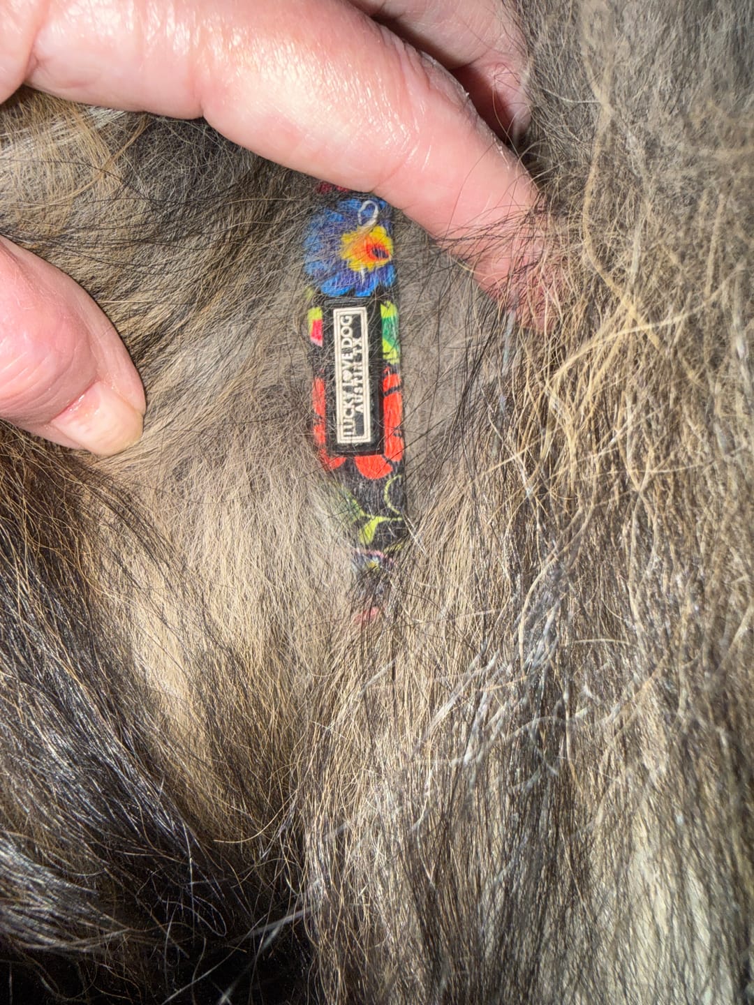 Customer photo review of Blackbird Martingale