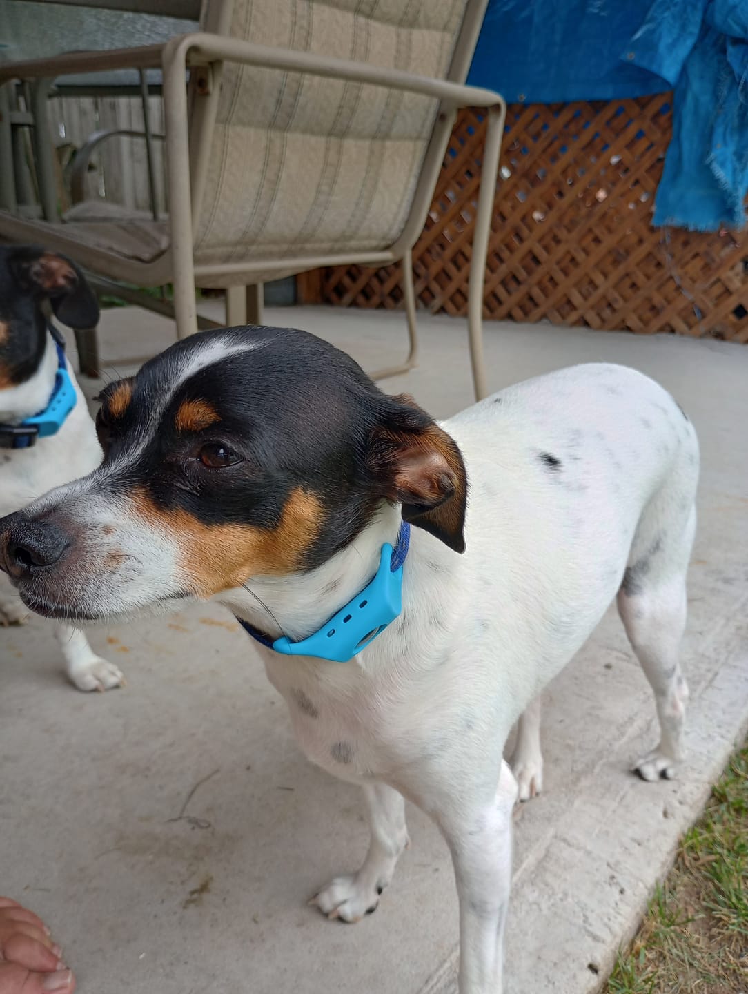 Customer photo review of FurLife™ 12 Months Flea and Tick Free