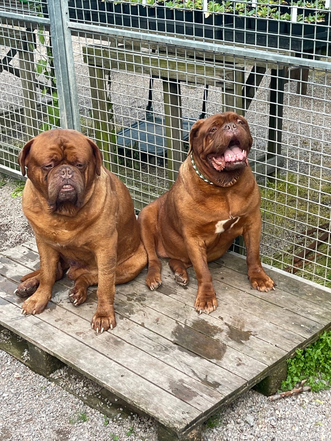 Customer photo review of Allergietest Basic Hund