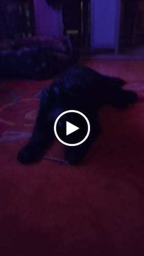 Kundenbewertung mit Video zu Lucky Belly