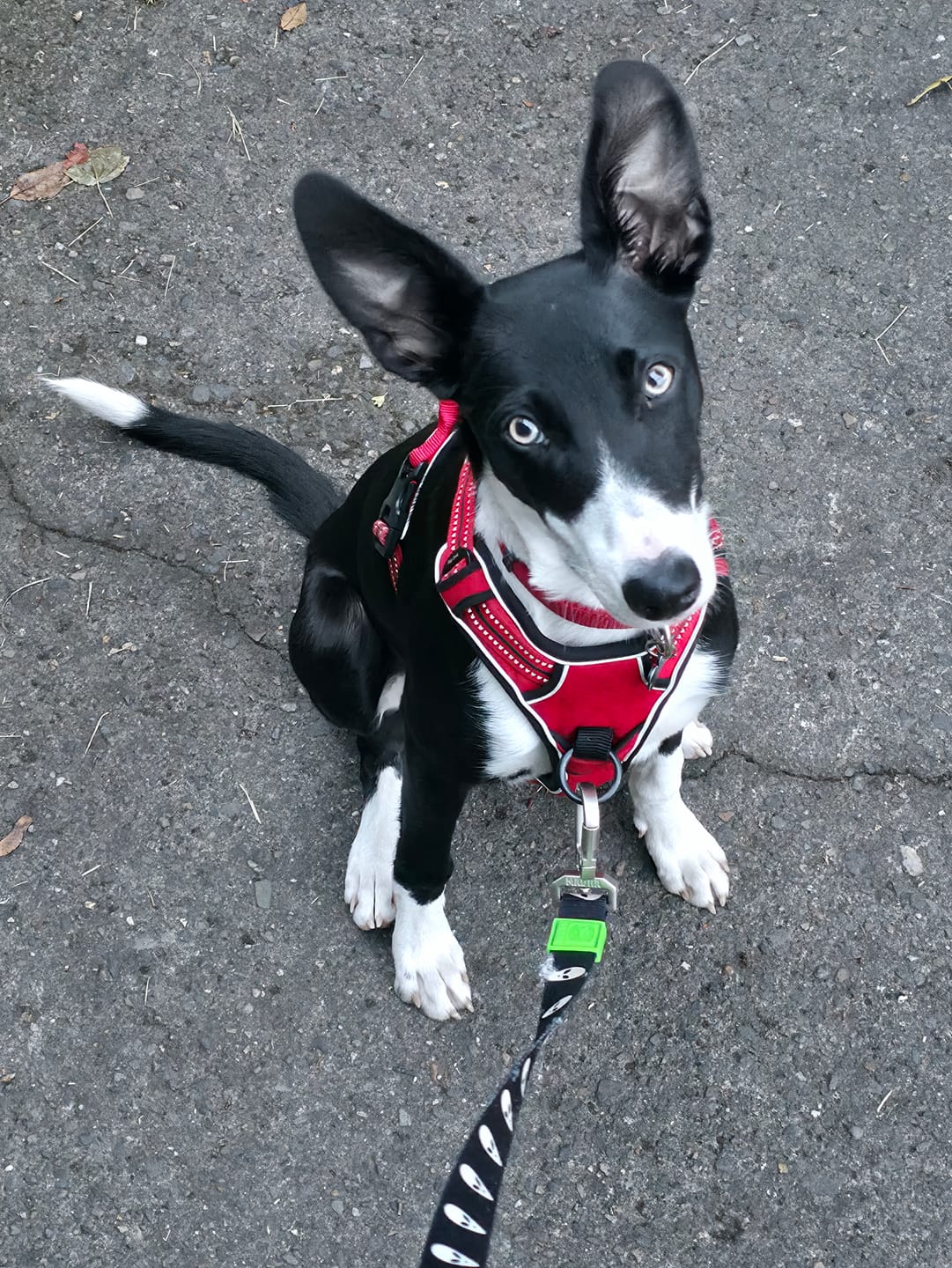 Customer photo review of ALIEN HANDS-FREE LEASH