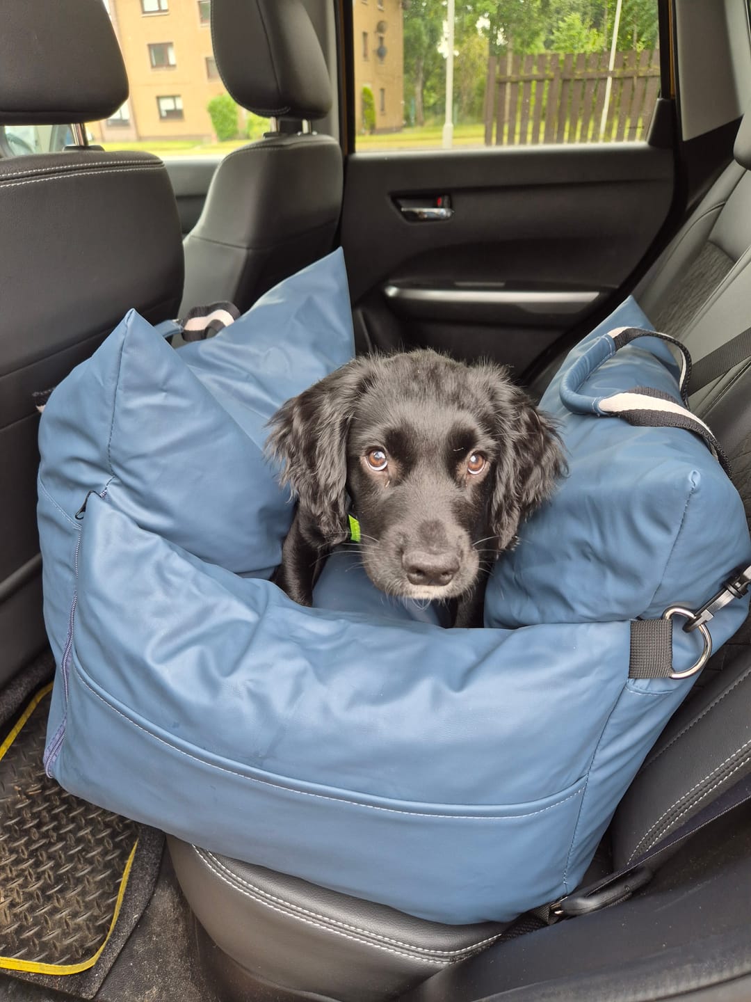 Customer photo review of The Dog Dock V2 New & Improved with ISO Fix