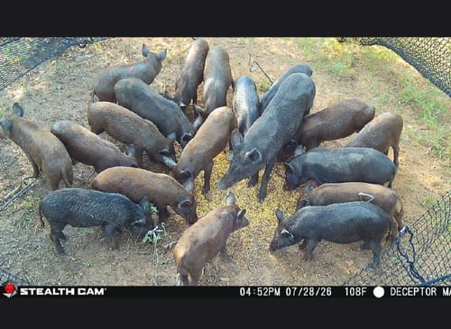 Customer photo review of Pig Brig Trap System