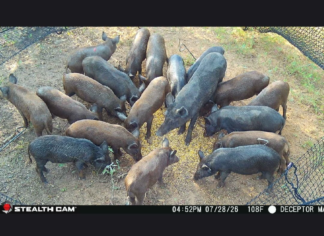 Customer photo review of Pig Brig Trap System