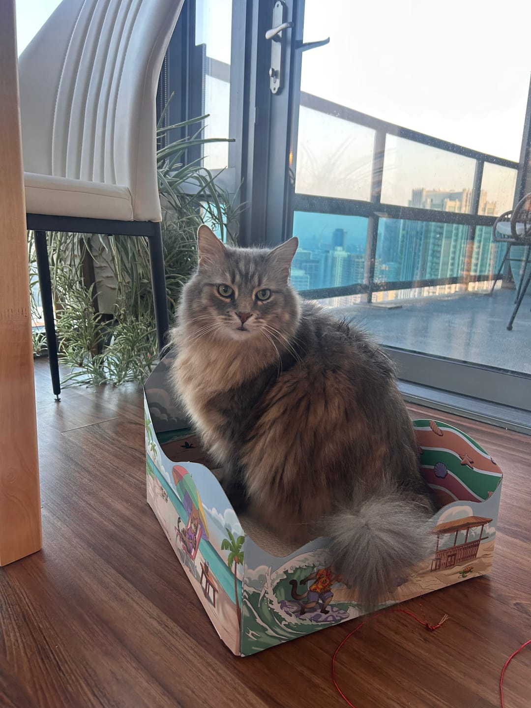 Customer photo review of Meow Beach Sanctuary
