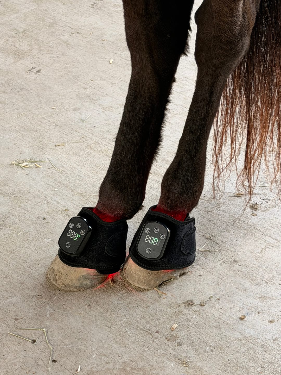 Customer photo review of HorseHalo™ HaloLegs Mini