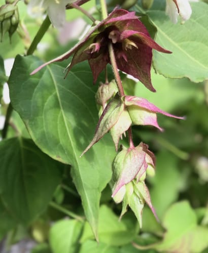 Customer photo review of Fazantenbes - Leycesteria formosa