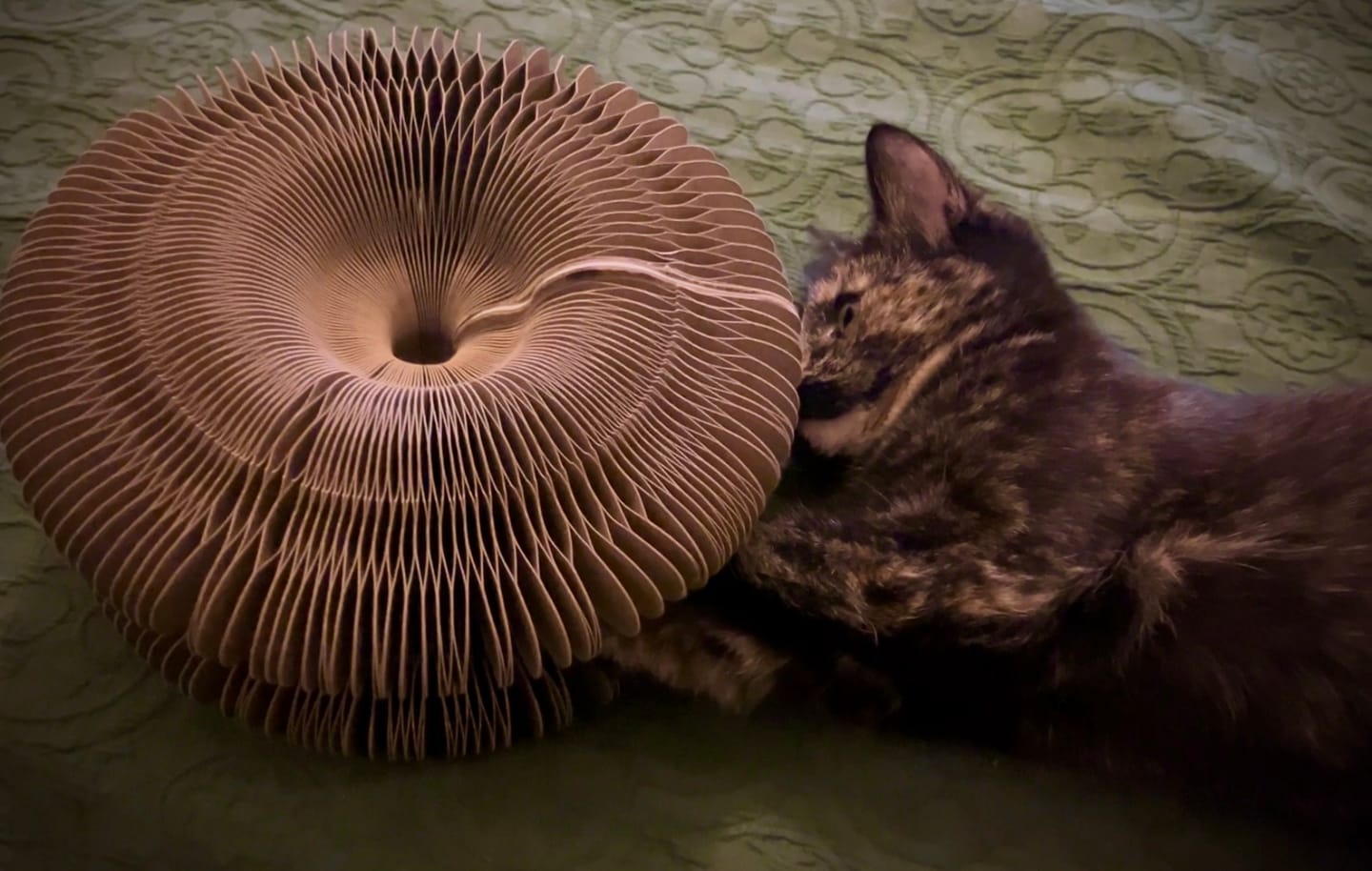 Customer photo review of PurrLoop™