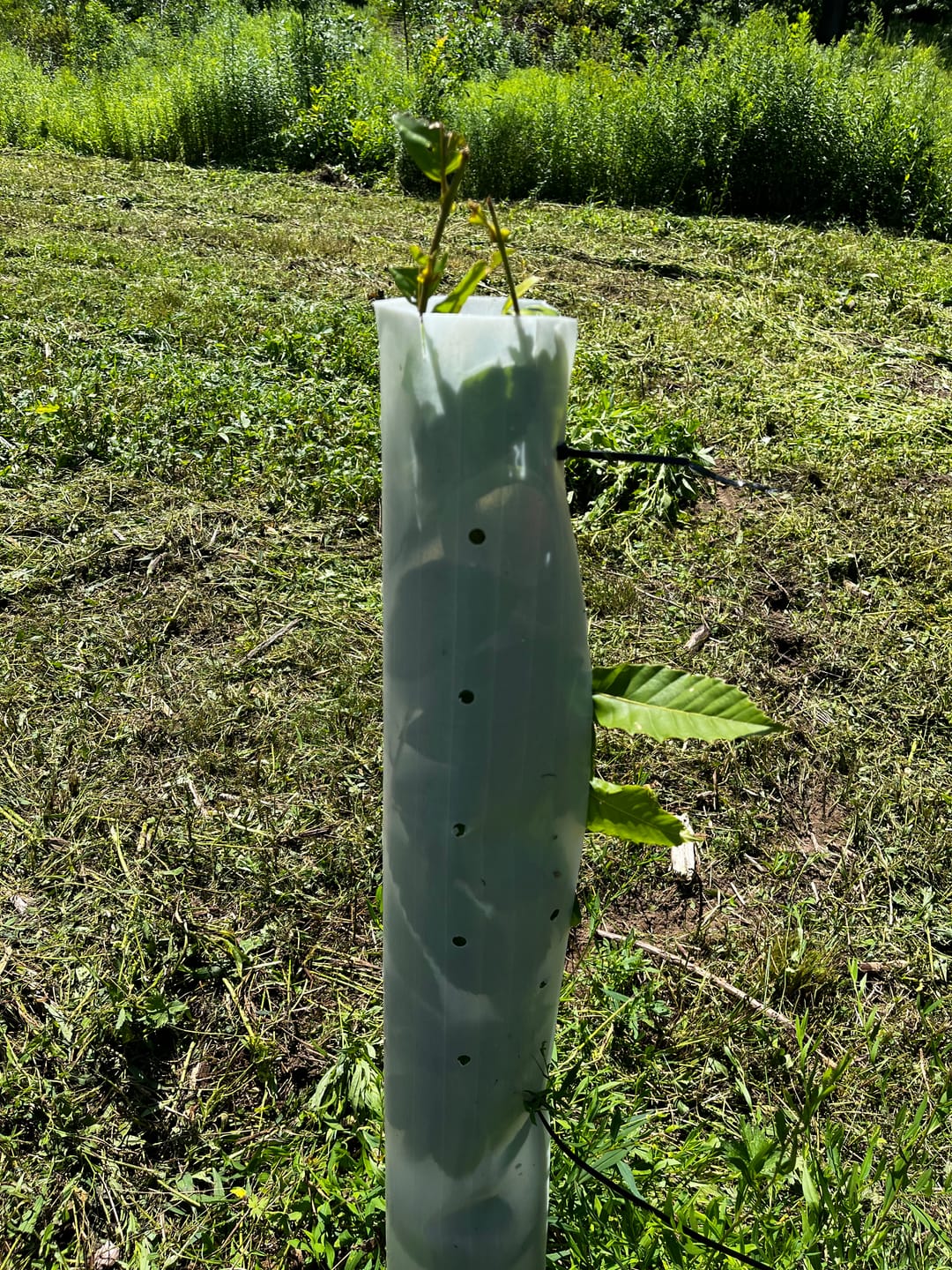 Customer photo review of Hybrid Chestnut