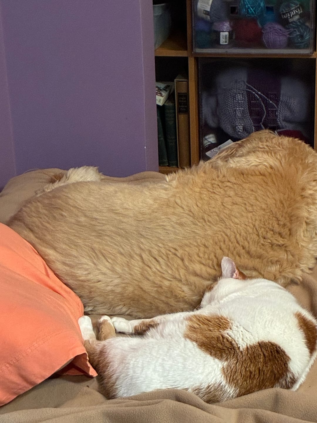 Customer photo review of Paw Licker Bundle