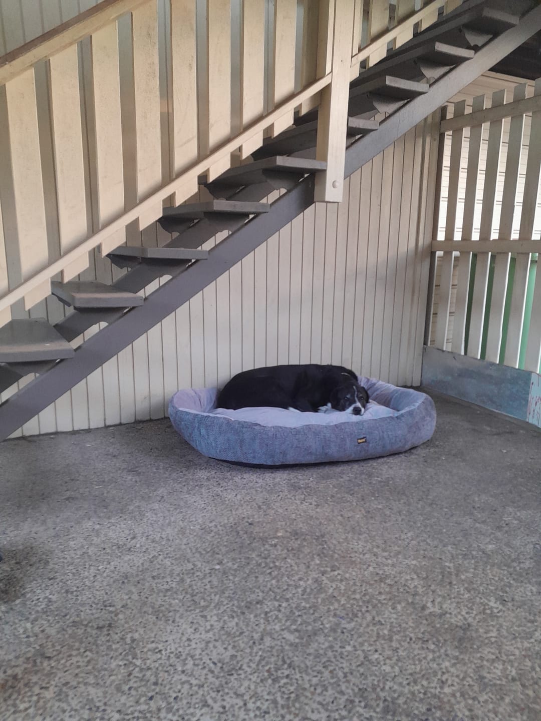 Customer photo review of Pet Bed Washable Plush Orthopedic Soft Non Slip Mat Indoor Pet Cushion