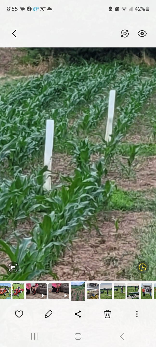 Customer photo review of Tree Pro Grow Tubes