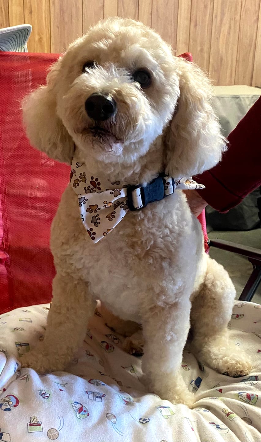 Customer photo review of Freeze-Dried Beef Liver Dog Treats | Single Ingredient | Petsmont Hearty Bites