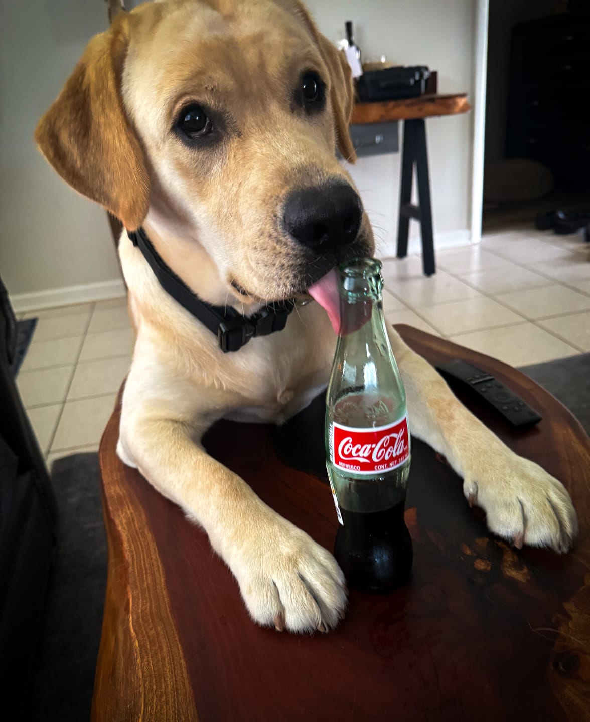Customer photo review of 4cm Combat® Collar | With Handle & Secured Clip - Black