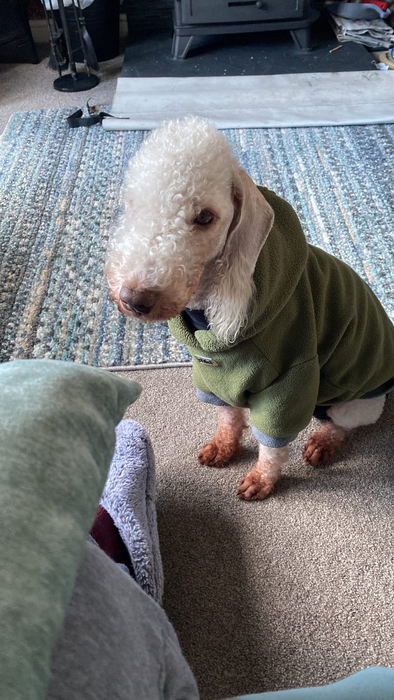 Customer photo review of Collagen Powder For Dogs
