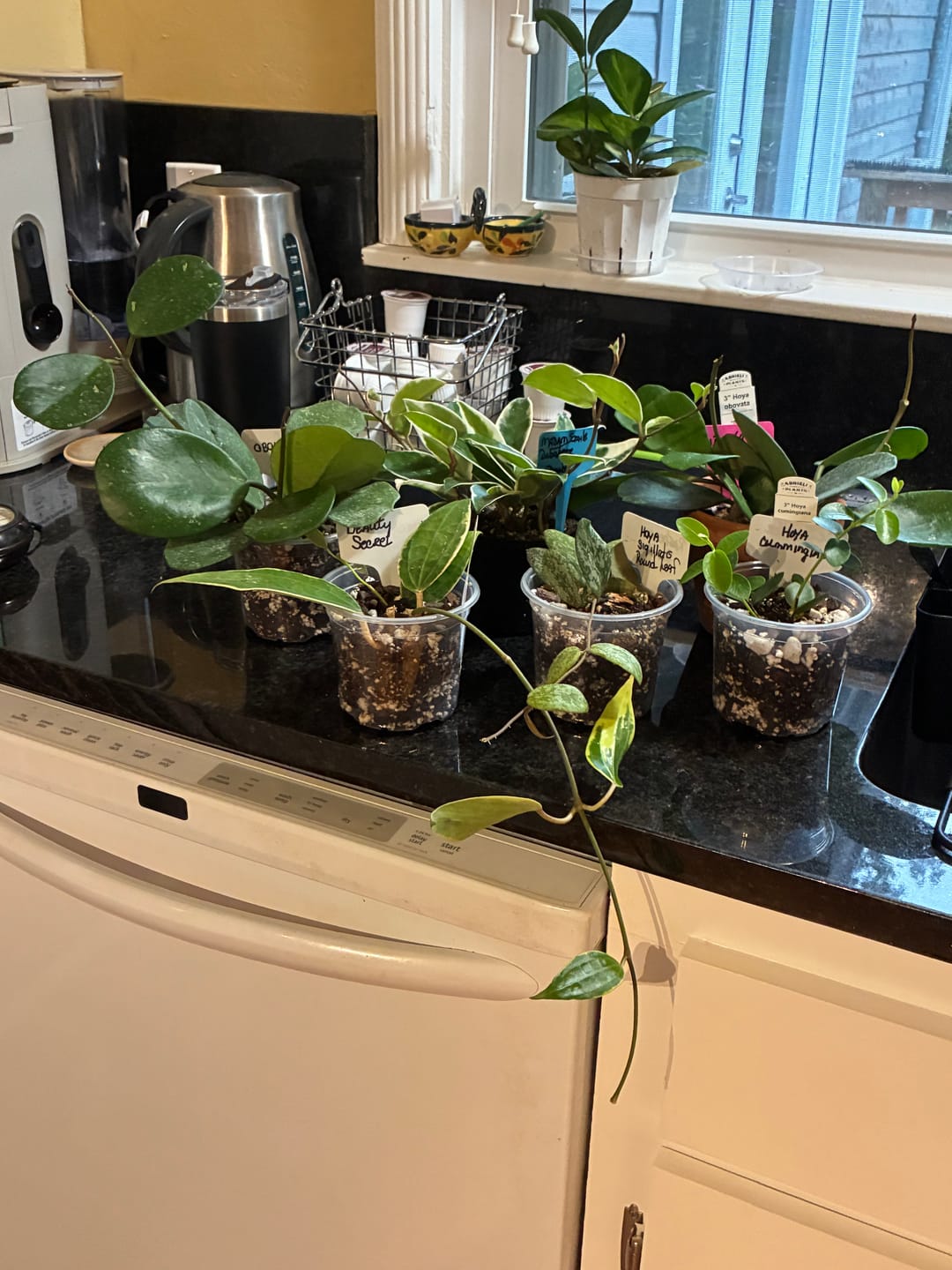 Customer photo review of Hoya latifolia 'Variegata'