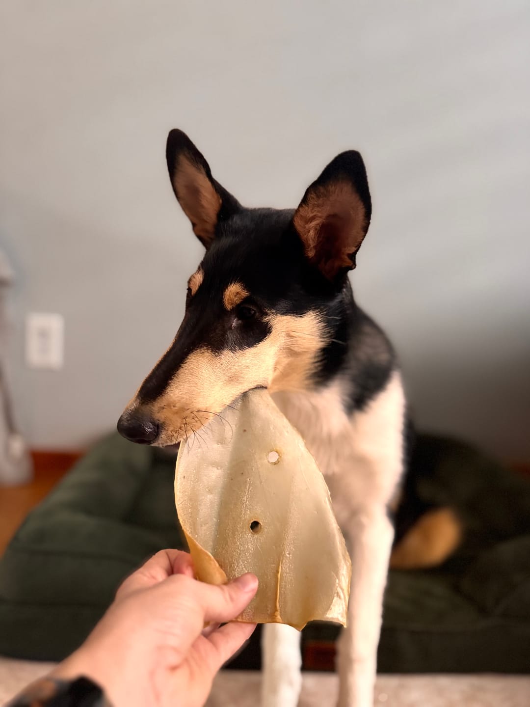 Customer photo review of Natural Cow Ear