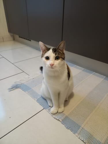 Customer's cat sitting on a rug, whose coat is kept silky with Pâtée Chat Stérilisé Sans Céréales.