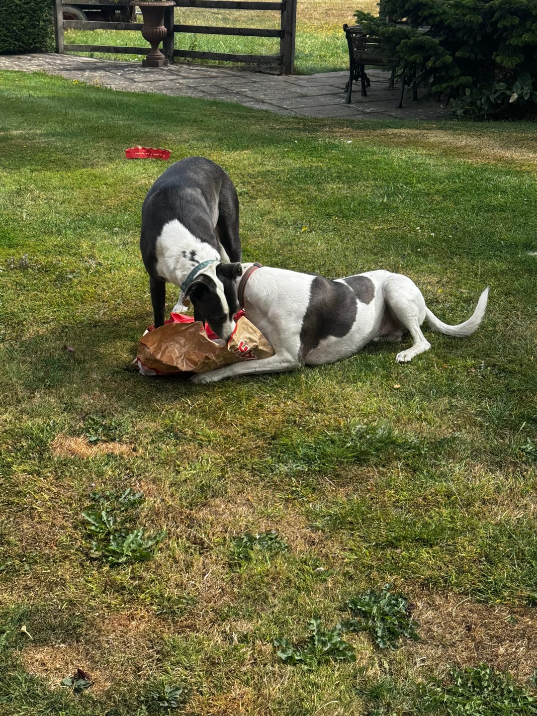 Customer photo review of Scottish Salmon Dry Food