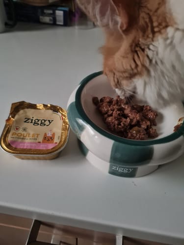 Customer's ginger cat eating Pâtée Jour de Fête Poulet, Cheddar & Olives from a branded bowl with the tray next to it.