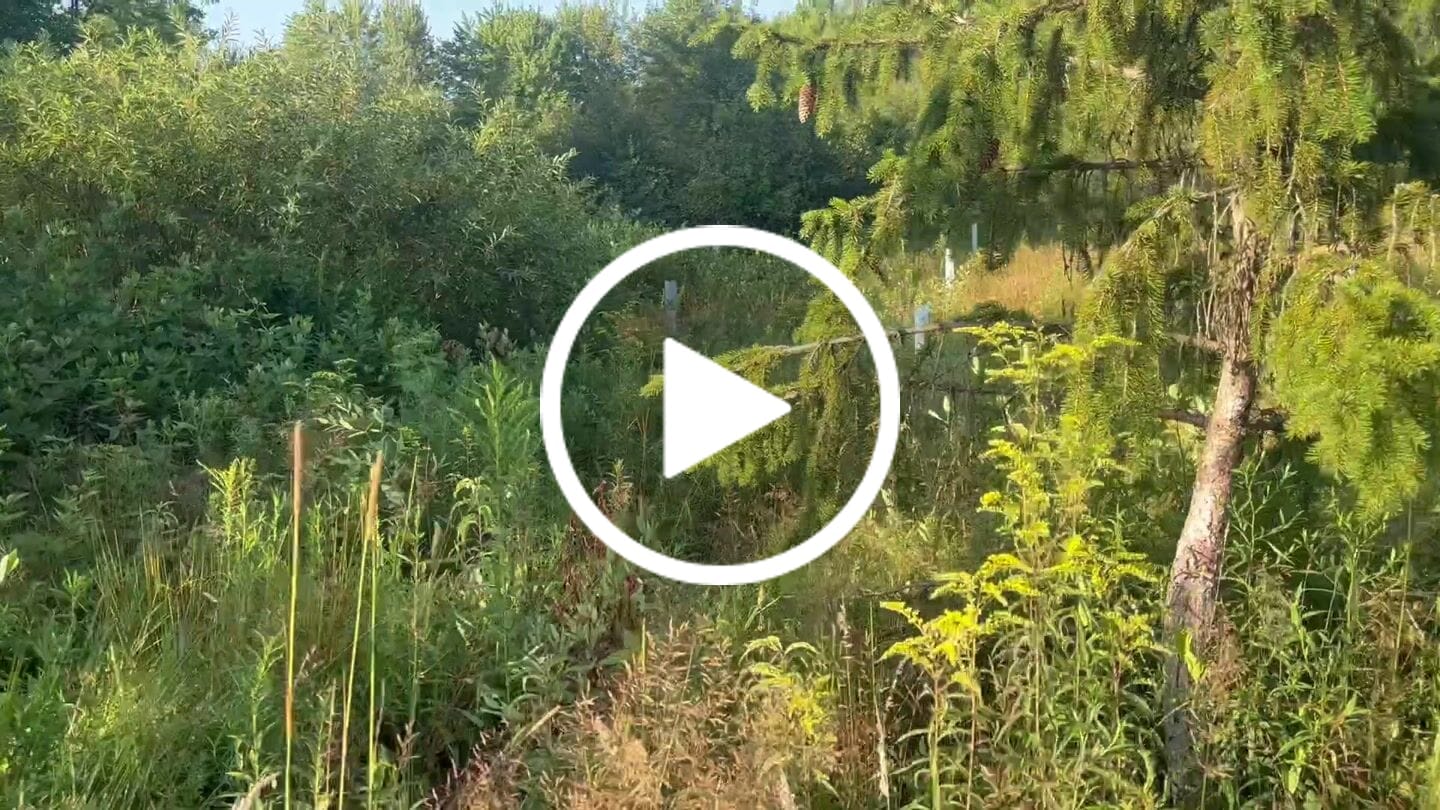 Customer video review of Tree Pro Grow Tubes