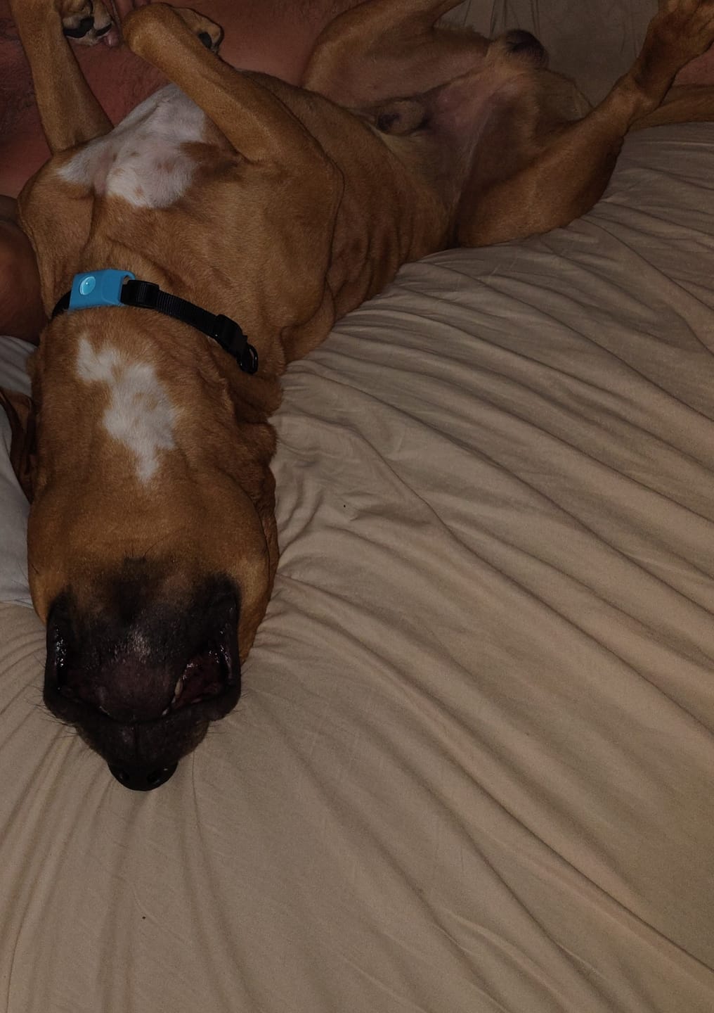 Customer photo review of FurLife™ 12 Months Flea and Tick Free